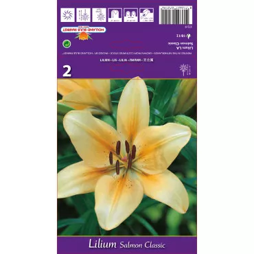 Lilia orientalna Salmon Classic