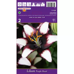 Azjatycka lilia Purple Heart