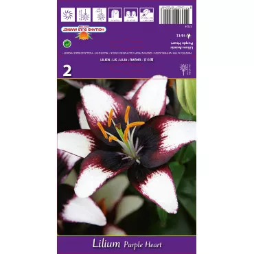 Azjatycka lilia Purple Heart