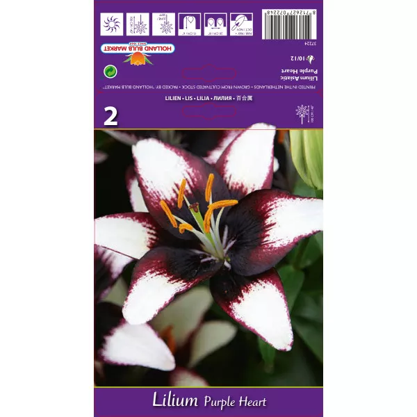 Azjatycka lilia Purple Heart