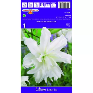 Lilia orientalna Lotus Ice