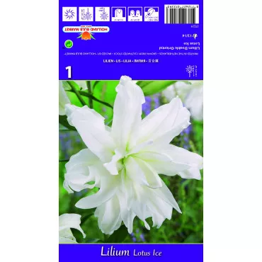 Lilia orientalna Lotus Ice