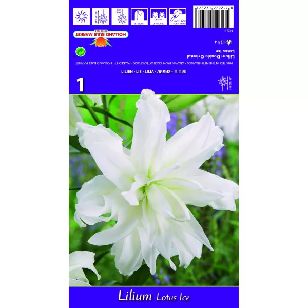 Lilia orientalna Lotus Ice