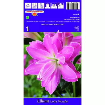 Lilia orientalna Lotus Wonder