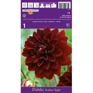 Dalia Dekoracyjna Arabian Night