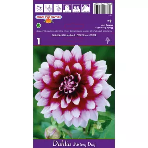 Dalia Dekoracyjna Mistery Day