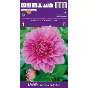 Dalia Dekoracyjna Lavender Perfection