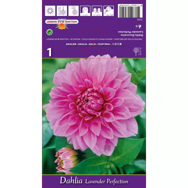 Dalia Dekoracyjna Lavender Perfection