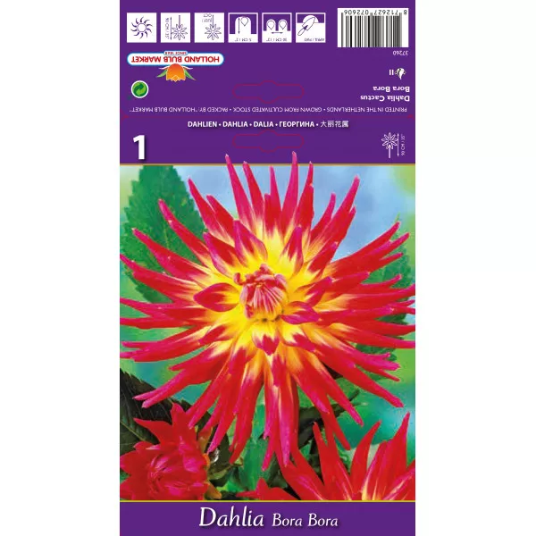 Dalia kaktusowa Bora Bora Dalia kaktusowa Bora Bora