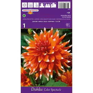 Dalia Colour Spectacle