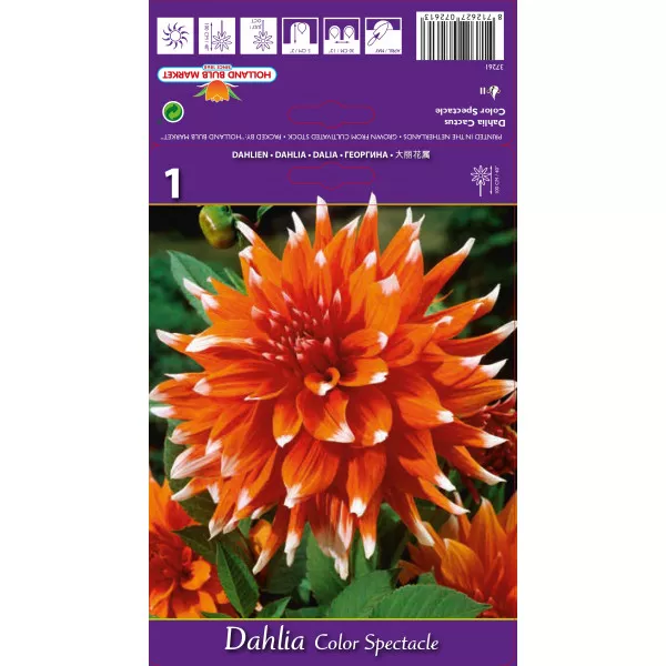 Dalia Colour Spectacle Dalia Colour Spectacle