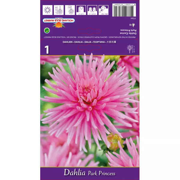 Dalia kaktusowa Park Princess