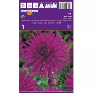 Dalia kaktusowa Purple Gem