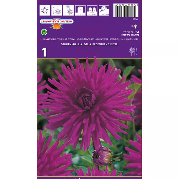 Dalia kaktusowa Purple Gem Dalia kaktusowa Purple Gem