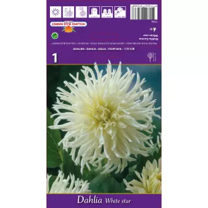Dalia kaktusowa White Star
