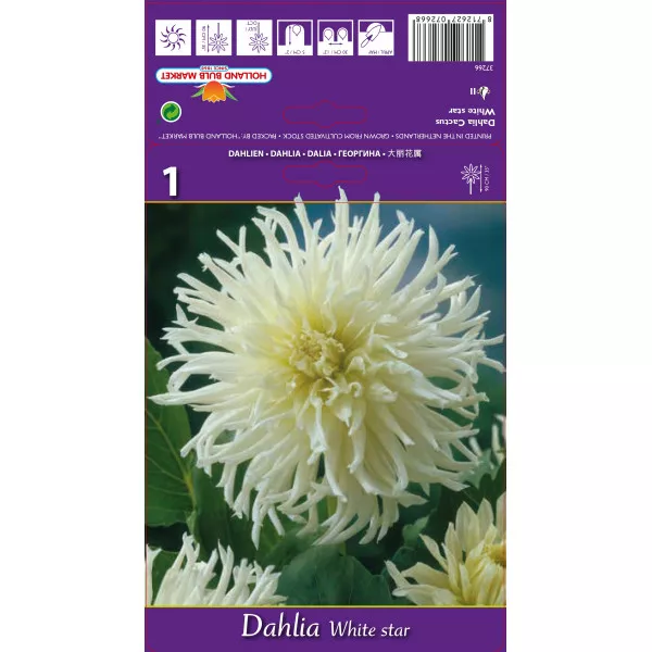 Dalia kaktusowa White Star Dalia kaktusowa White Star