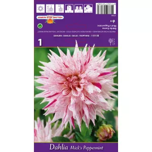 Dalia kaktusowa Mick's Peppermint