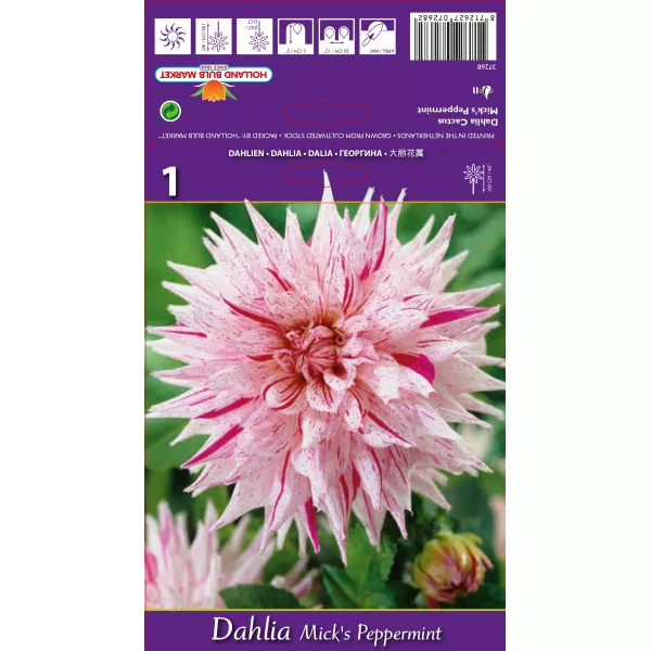 Dalia kaktusowa Mick's Peppermint