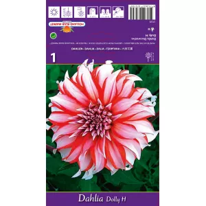 Dalia Dekoracyjna Dolly H