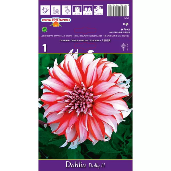 Dalia Dekoracyjna Dolly H Dalia Dekoracyjna Dolly H