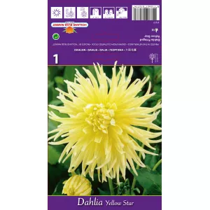 Dalia frędzlowa Yellow Star