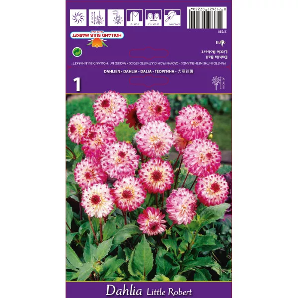 Dalia kulista Little Robert Dalia kulista Little Robert