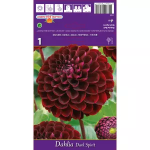 Dalia kulista Dark Spirit