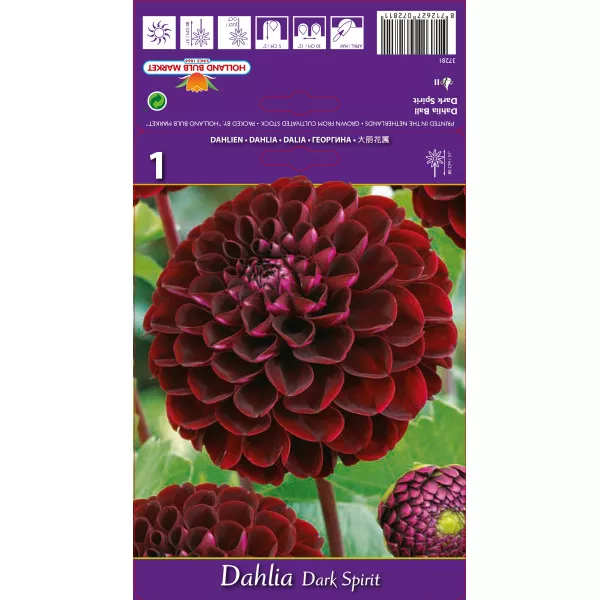 Dalia kulista Dark Spirit Dalia kulista Dark Spirit