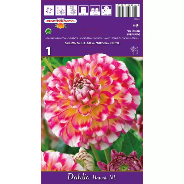 Dalia kulista Hawaje Dalia kulista Hawaje
