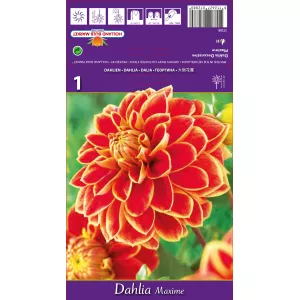 Dalia dekoracyjna Maxime