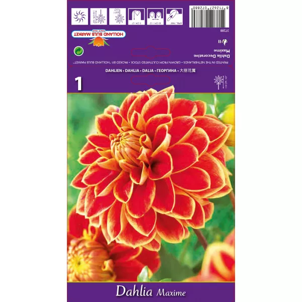 Dalia dekoracyjna Maxime Dalia dekoracyjna Maxime