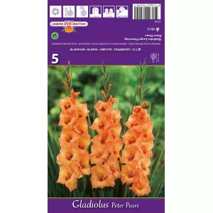 Gladiola (Mieczyk) Peter Pears