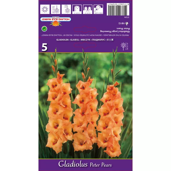 Gladiola (Mieczyk) Peter Pears Gladiola (Mieczyk) Peter Pears