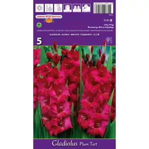 Gladiola (Mieczyk) Plum Tart