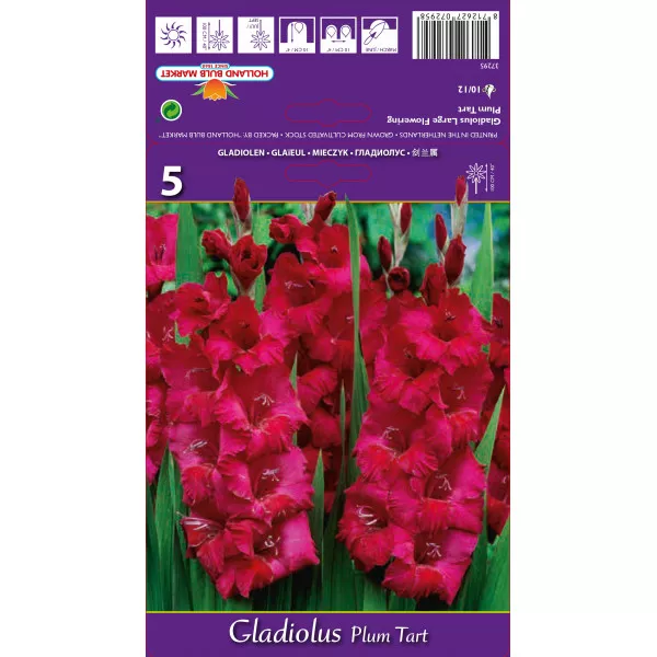 Gladiola (Mieczyk) Plum Tart