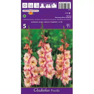Gladiola (Mieczyk) Priscilla