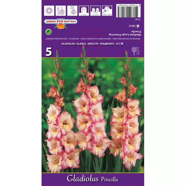 Gladiola (Mieczyk) Priscilla