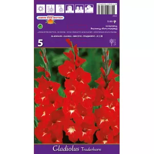Gladiola (Mieczyk) Traderhorn