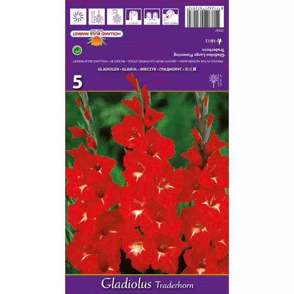 Gladiola (Mieczyk) Traderhorn