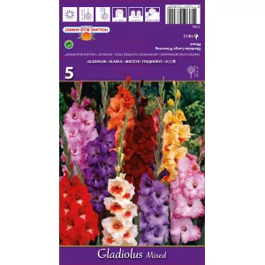 Gladiola (Mieczyk) mix kolorów