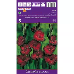 Gladiola (Mieczyk) Black Jack