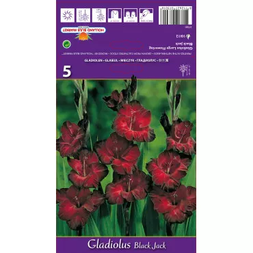 Gladiola (Mieczyk) Black Jack
