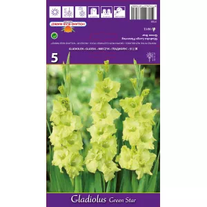 Gladiola (Mieczyk) Green Star