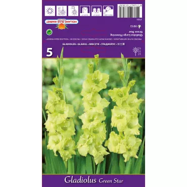 Gladiola (Mieczyk) Green Star