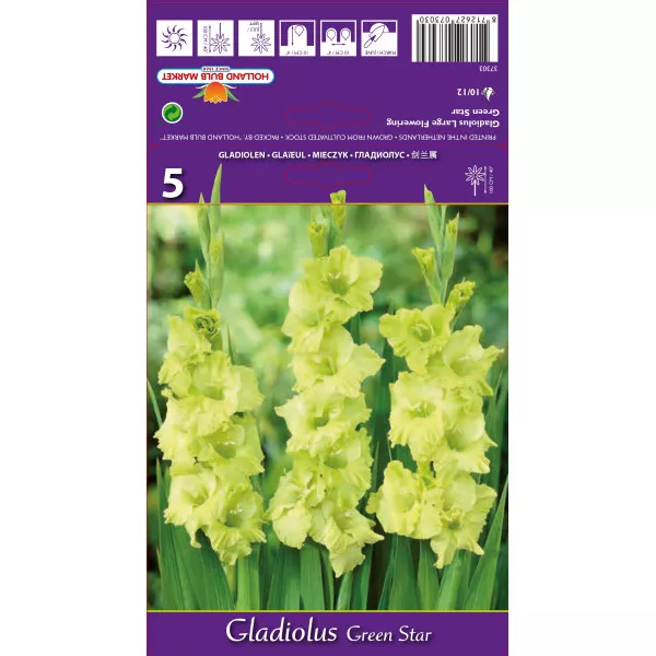 Gladiola (Mieczyk) Green Star
