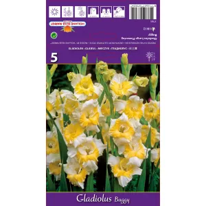 Mieczyk (Gladiola) Buggy