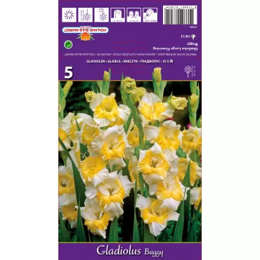 Mieczyk (Gladiola) Buggy