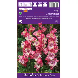 Gladiola (Mieczyk) Broken Heart Frizzle