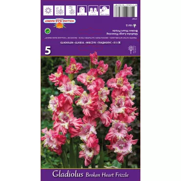 Gladiola (Mieczyk) Broken Heart Frizzle