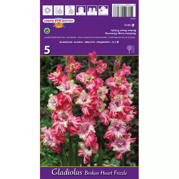 Gladiola (Mieczyk) Broken Heart Frizzle